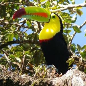 Bird Watching Tour, Monteverde, Costa Rica